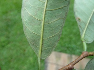 Brosimum guianense, photographed by Eduardo Chacón Madrigal