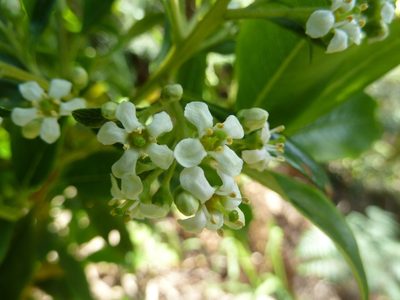Escallonia paniculata, photographed by Eduardo Chacón Madrigal