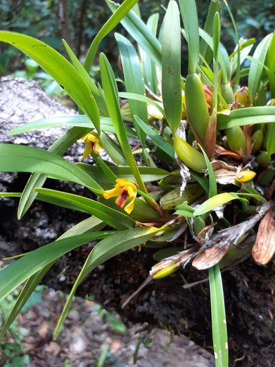 Maxillaria variabilis, photographed by Jalil R.