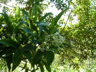 Escallonia paniculata, photographed by Eduardo Chacón Madrigal