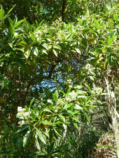 Escallonia paniculata, photographed by Eduardo Chacón Madrigal
