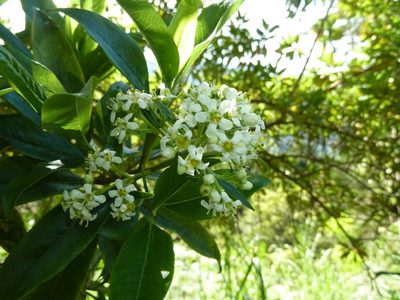 Escallonia paniculata, photographed by Eduardo Chacón Madrigal