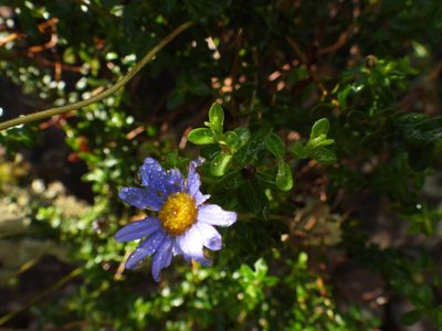 Felicia aethiopica, photographed by Timothy Whitehead