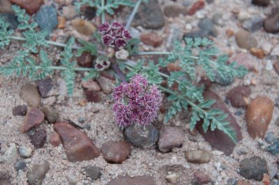 Vesper bulbosus, photographed by Felicia Seichter