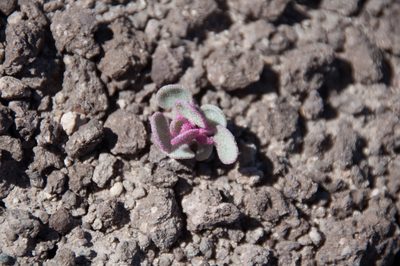 Atriplex saccaria, photographed by Felicia Seichter