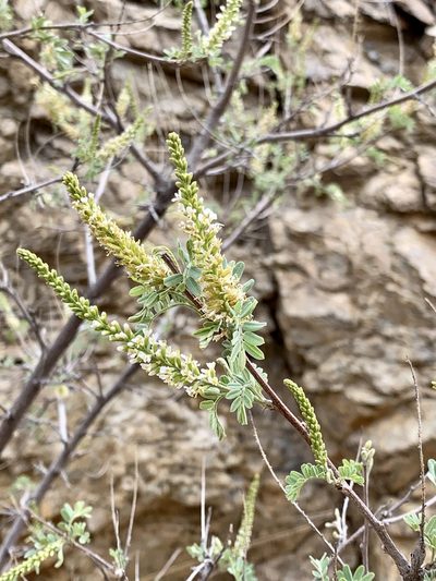 Eysenhardtia orthocarpa, photographed by CK2AZ