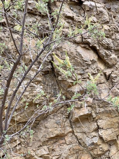 Eysenhardtia orthocarpa, photographed by CK2AZ