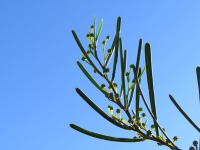 Acacia crassiuscula, photographed by Jeremy Gilmore