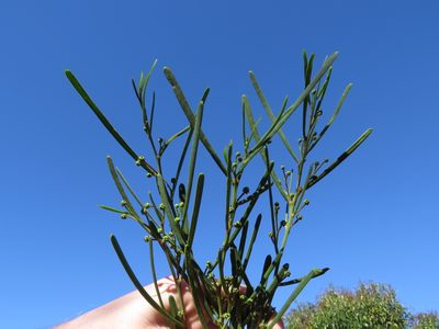 Acacia crassiuscula, photographed by Jeremy Gilmore