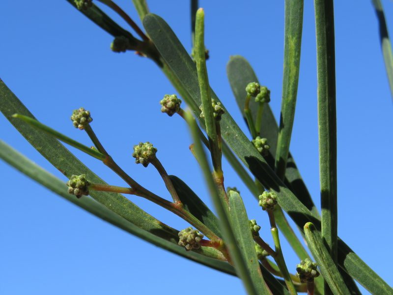 Acacia crassiuscula, photographed by Jeremy Gilmore