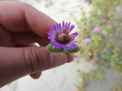 Amphibolia laevis, photographed by Matthew Fainman