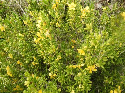 Roepera flexuosa, photographed by Matthew Fainman