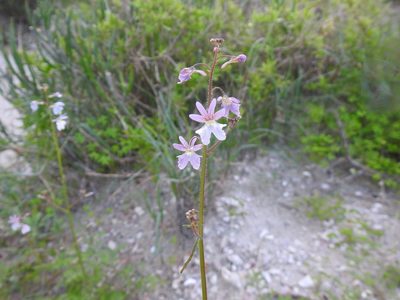Nemesia affinis, photographed by Matthew Fainman