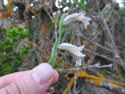 Gladiolus griseus, photographed by Matthew Fainman