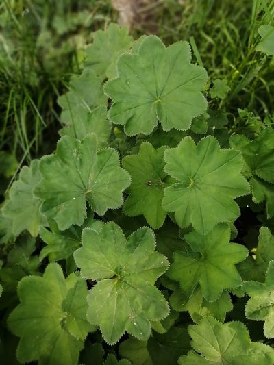 Alchemilla lindbergiana, photographed by Tatiana Strus