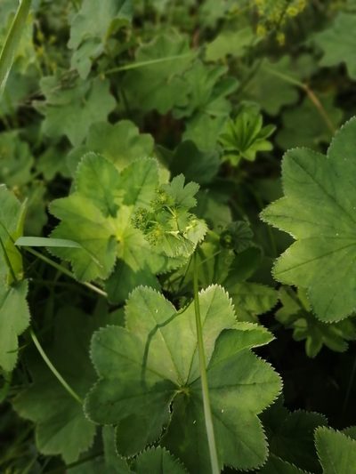 Alchemilla lindbergiana, photographed by Tatiana Strus