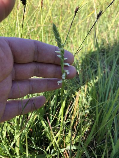 Spiranthes aestivalis, photographed by Thomas Ebner
