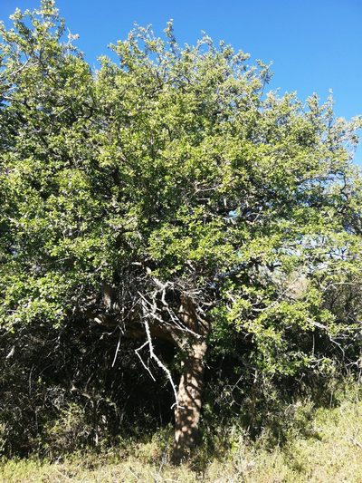 Dovyalis zeyheri, photographed by Christiaan Viljoen