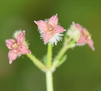 Galium pilosum, photographed by skitterbug
