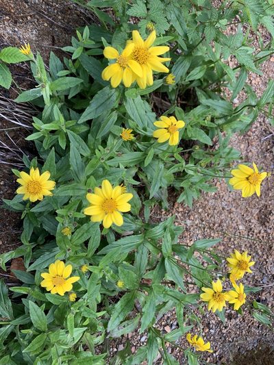 Arnica lanceolata, photographed by davidbroadland
