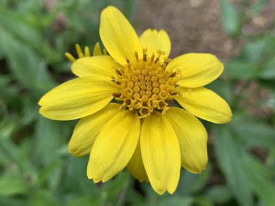 Arnica lanceolata, photographed by davidbroadland