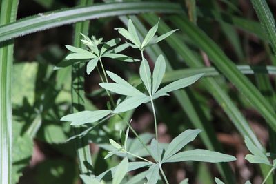 Galium intermedium, photographed by Maxim Shashkov
