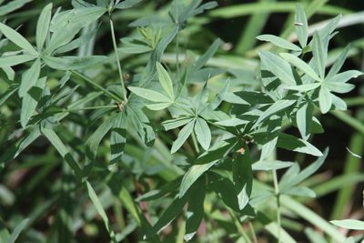 Galium intermedium, photographed by Maxim Shashkov