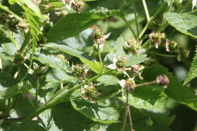Rubus polonicus, photographed by Maxim Shashkov