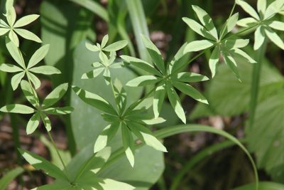 Galium intermedium, photographed by Maxim Shashkov