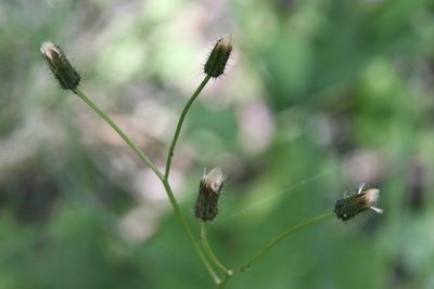 Crepis paludosa, photographed by Maxim Shashkov