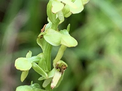 Platanthera stricta, photographed by davidbroadland