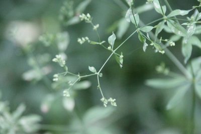 Galium intermedium, photographed by Maxim Shashkov