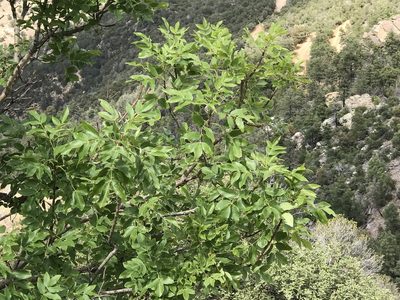 Fraxinus papillosa, photographed by CK2AZ