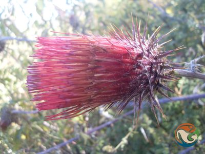 Cirsium anartiolepis, photographed by Eugenio Padilla