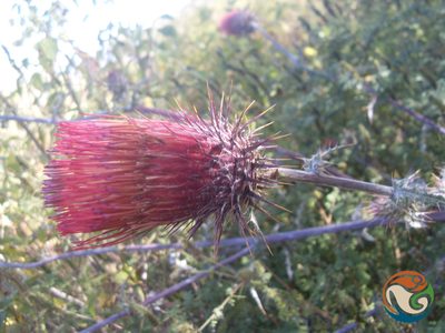 Cirsium anartiolepis, photographed by Eugenio Padilla