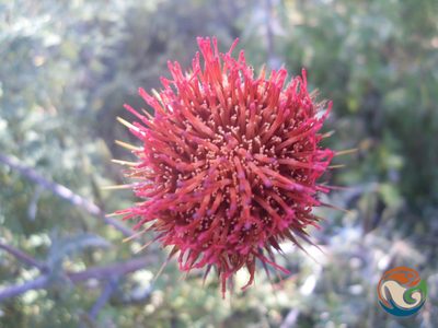 Cirsium anartiolepis, photographed by Eugenio Padilla