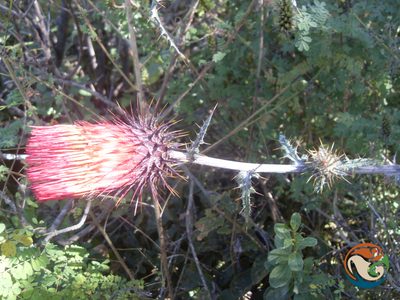 Cirsium anartiolepis, photographed by Eugenio Padilla
