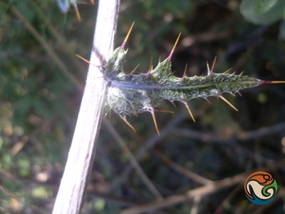 Cirsium anartiolepis, photographed by Eugenio Padilla