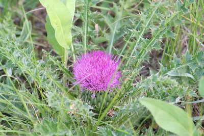 Cirsium drummondii, photographed by Sean Frey
