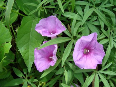 Ipomoea ternifolia, photographed by Alexis López Hernández