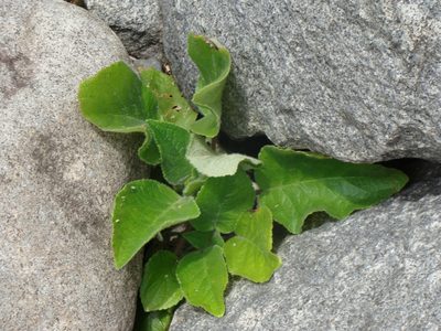 Chrysothemis panamensis, photographed by Alexis López Hernández