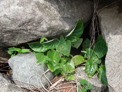 Chrysothemis panamensis, photographed by Alexis López Hernández