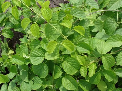 Amphilophium crucigerum, photographed by Alexis López Hernández