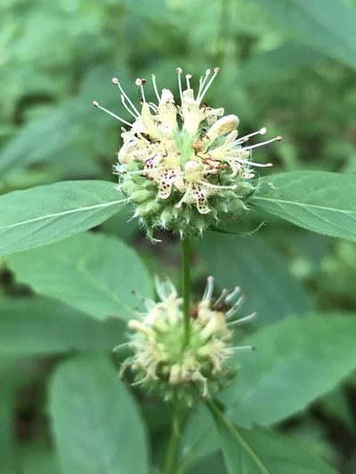 Pycnanthemum montanum, photographed by Diane