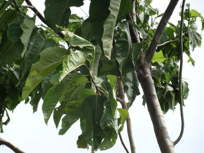 Triplaris melaenodendron, photographed by Alexis López Hernández