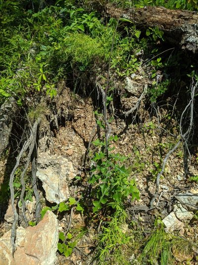 Lactuca hirsuta, photographed by Nathan Aaron