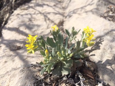 Physaria bellii, photographed by Stephen Hornbeck