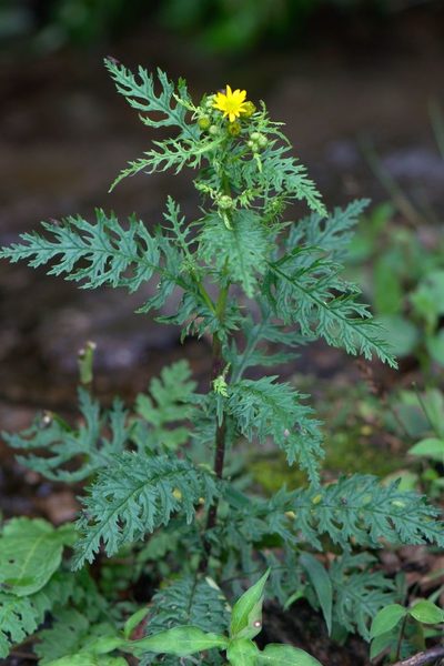 Senecio chrysanthemoides, photographed by Ramnarayan K