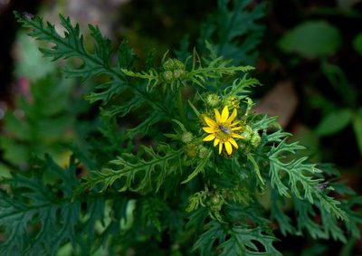 Senecio chrysanthemoides, photographed by Ramnarayan K