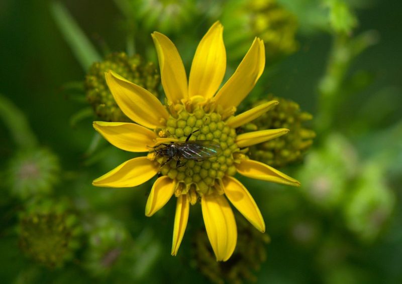 Senecio chrysanthemoides, photographed by Ramnarayan K